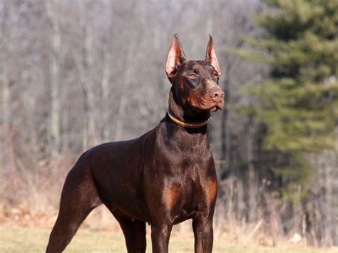 dobermans for sale in oklahoma|doberman for sale near me.